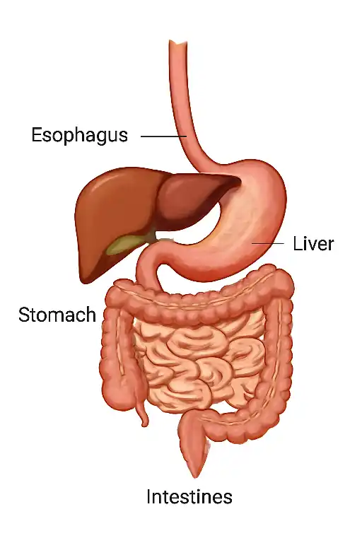 पाचन शक्ति बढ़ाने के घरेलू उपाय